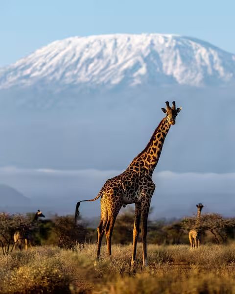 Amboseli Game Drive